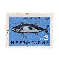 Болгария Рыба Пеламида