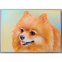 Померанский шпиц. Из серии "Домашние питомцы". Открытка, глянец