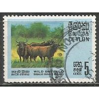 Цейлон. Азиатские буйволы. 1970г. Mi#395.