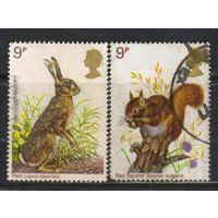 Великобритания 1977 EII Дикая природа Капский заяц Красная белка #746-7