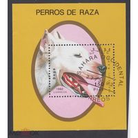 Сахара 1992 год. Германский дог Охотничьи собаки.