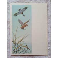 1954. Трофимов. Дикие утки