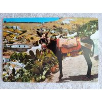 Испания. Ослик "Чумбито"