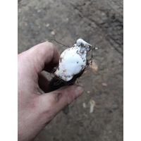 Лот по вермахту