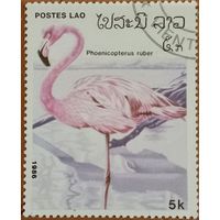 Лаос 1986. Фауна. Птицы. Phoenicopterus Ruber