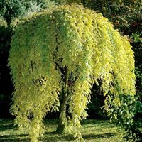 Софора японская / Акация Японская (Медонос) Саженец ЗКС 2 года