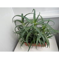 Алоэ древовидный.