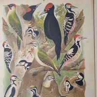 Желна. Дятелъ... Литография СПБ. Энциклопедическая гравюра конец 19века 29х21см.