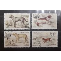 Оман. Фауна. Собаки (784)