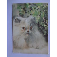 Календарик 1992 г. Кот.