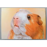 Английский цветной крестед. Из серии"Домашние питомцы". Открытка, глянец