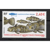 Французские Антарктические территории  2014. Рыбы 1 марка