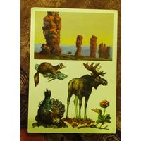 Открытка "ПЕЧОРО-Илычский заповедник"