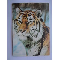 Календарик 1997 г. Тигр.