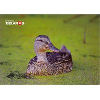 Планета Беларусь, кряква, 2019, тираж 2000 экз.