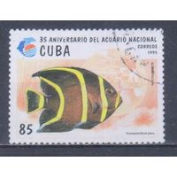 [1565] Куба 1995. Фауна.Рыбы. Гашеная марка. 2