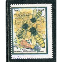 Ирак. Пчеловодство