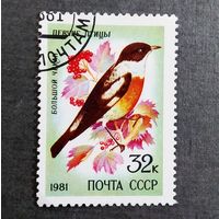 Марка СССР 1981 год Птицы