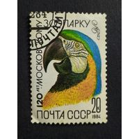1984 СССР. Московский зоопарк. Фауна. Животные. Звери. Попугай Ара