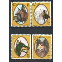 Собаки Сахарская Арабская Демократическая Республика 1992 год серия из 4-х марок