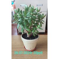 Денежное дерево, 5 лет