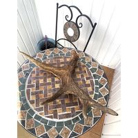 Рога размер 56/45