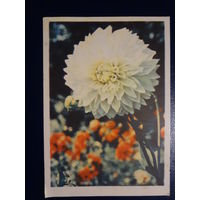 Георгин.  1965 г.  Минск.  подписанная.