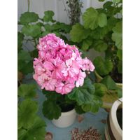 Герань цветущая розовой окраски Occold Lagoon