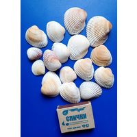 Ракушки морские для творчества /Чёрное море/