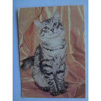 Календарик 1993 г.  Кошка. (125).