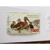 Индонезия 1998 утки