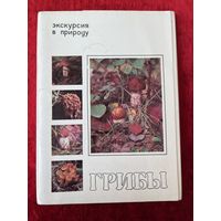 Грибы. Экскурсия в природу. 24 из 25 открыток. 1980 год