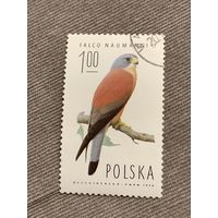 Польша 1974. Птицы. Falco naumanni. Марка из серии