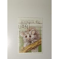 Австралия год 1990. Большой летучий кускус