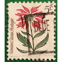 США 1964. Рождественская пуансеттия