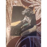 Календарик,собака,1989