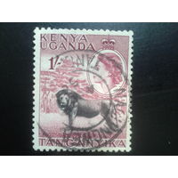 Кения Уганда Танганьика, 1954. Королева Елизавета II, лев