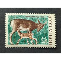 1969 СССР. Природный заповедник "Беловежская пуща". Благородный олень