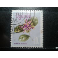 Уганда,1969. Цветок растения