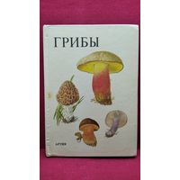 Грибы