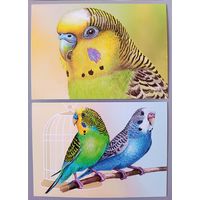 Попугайчики. Серия "Домашние питомцы"