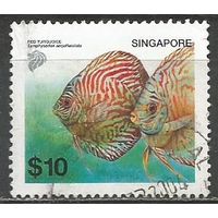 Сингапур. Рыба Красный Дискус равнополосый. 2002г. Mi#1181.