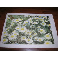 Ромашки 1964 год Подписана