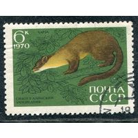 СССР 1970.. Заповедник. Куница харза