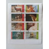 Дофар. Фауна.  Животные. Малый лист