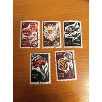 1965 СССР флора цветы Заг 3102-3106 полная гашеная серия MNH** (c-6)