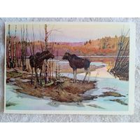 Сидоров. Лоси