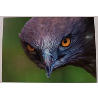 Орел-ужеед. Открытка, глянец