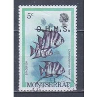 [2130] Монтсеррат 1981. Фауна.Рыбы. НАДПЕЧАТКА. Гашеная марка.