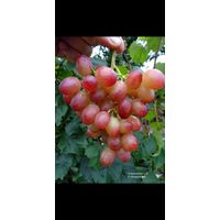 Черенки винограда